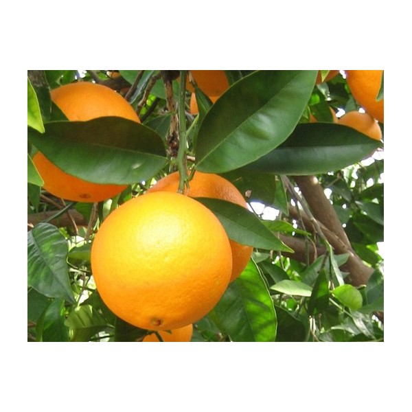 comprar naranjas de valencia por internet