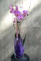 orquideas a domicilio madrid